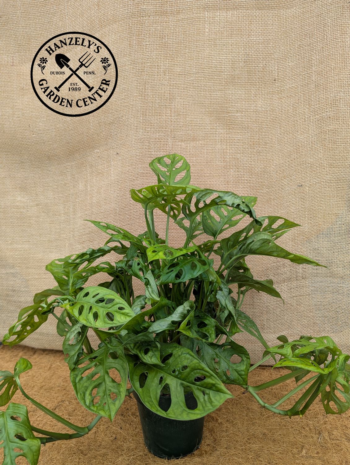 Philodendron Swiss Cheese 6"