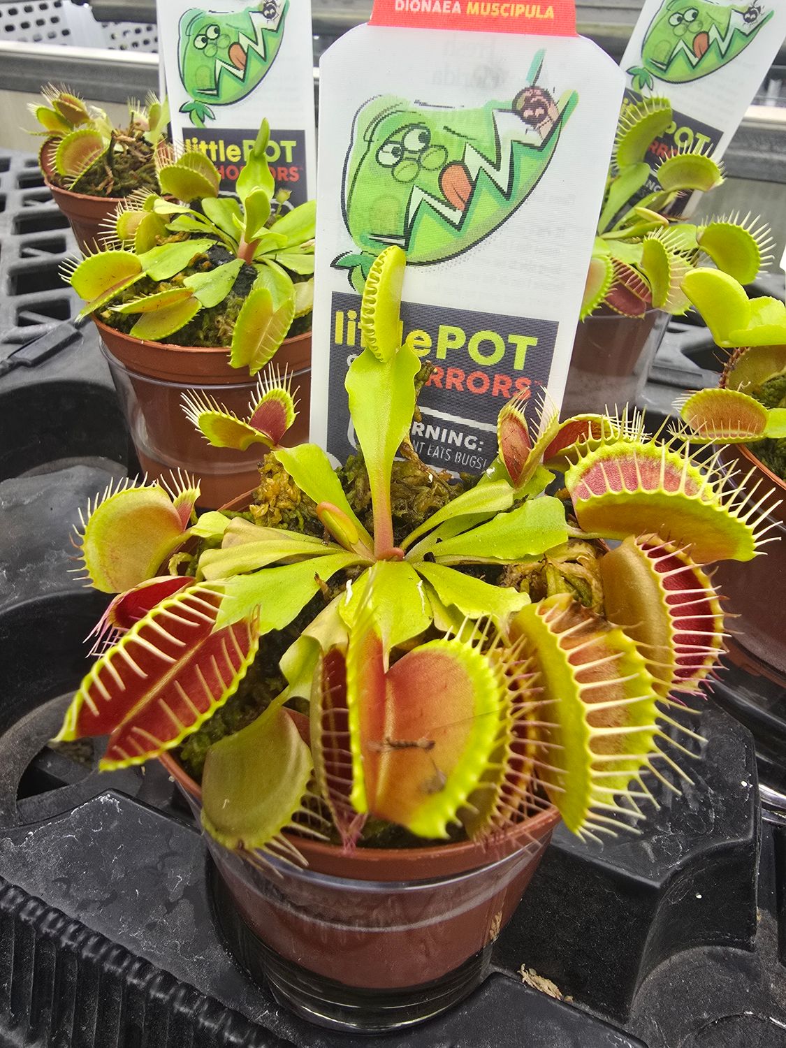 Carnivorous Venus Fly Trap 3"