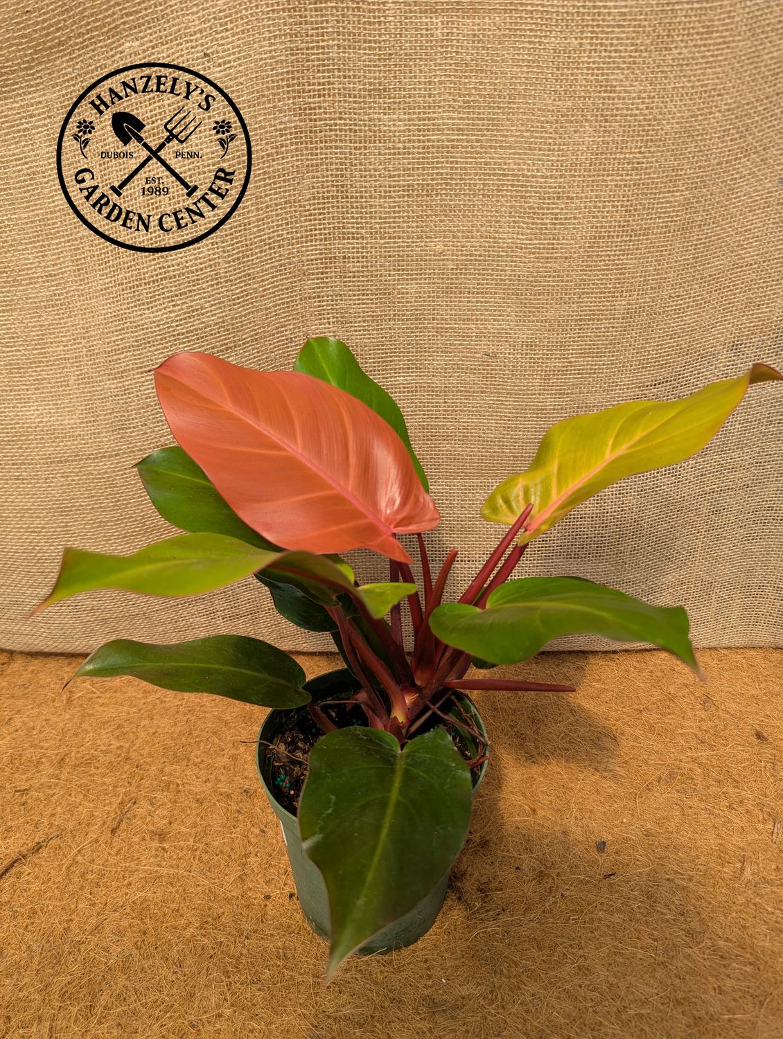 McColley's Philodendron 6"
