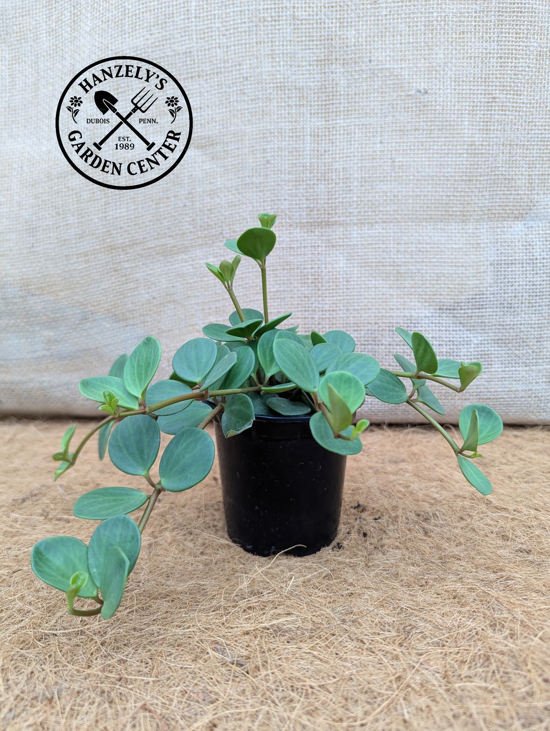 Peperomia Hope 4"