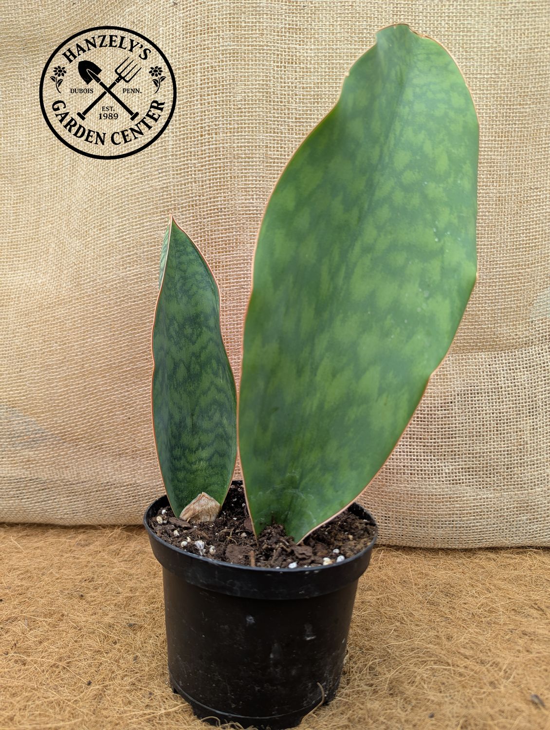 Sansevieria Shark Fin 6"