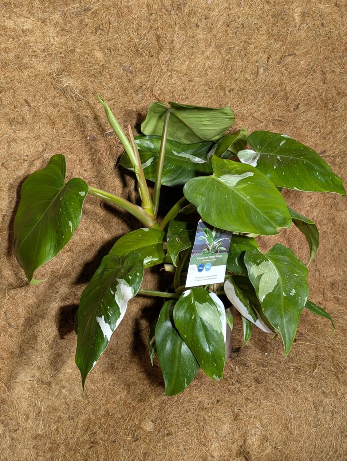 Philodendron 'White Wizard'