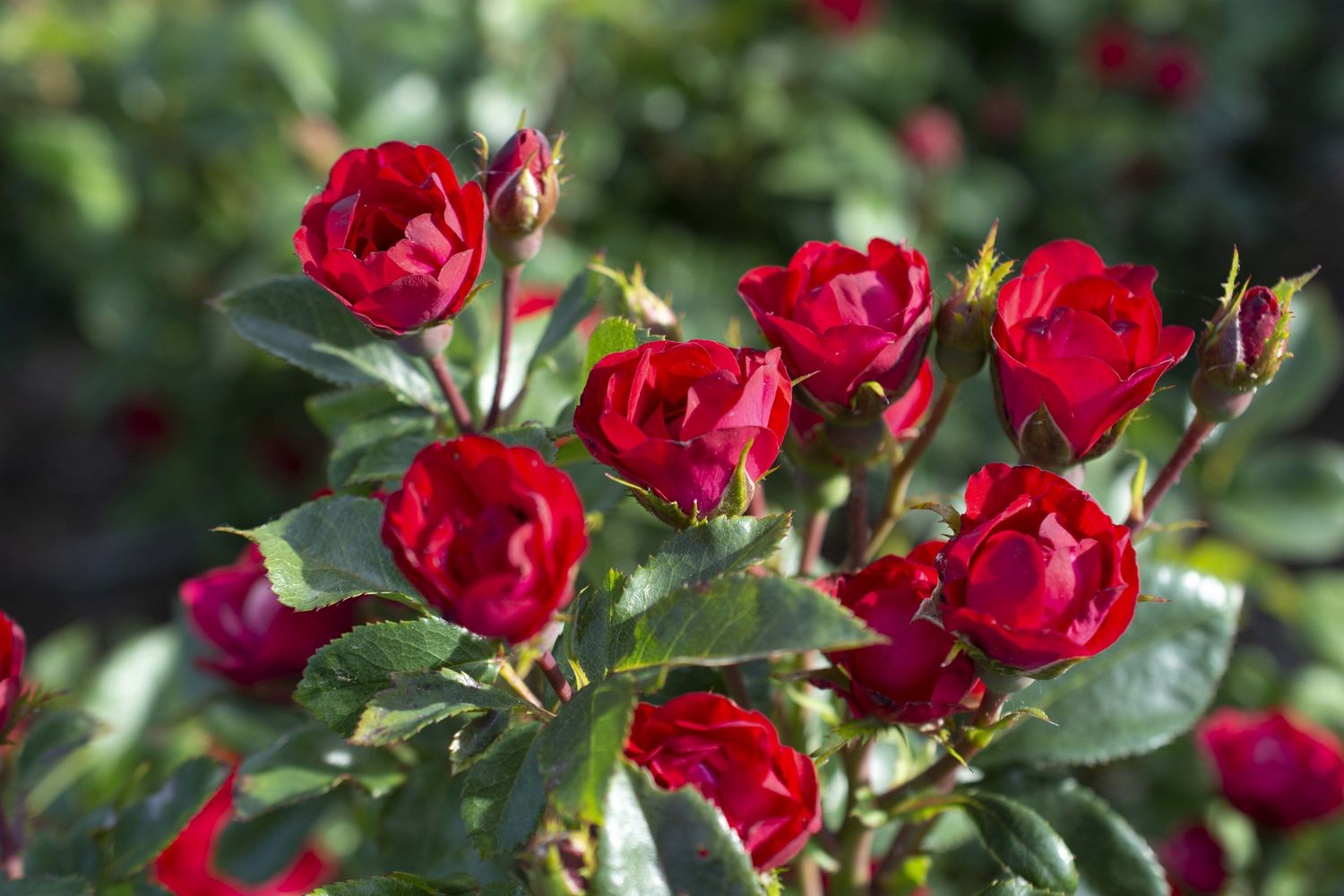 Rose Knock Out Petite Red Mini ‘Meibenbino’ #3