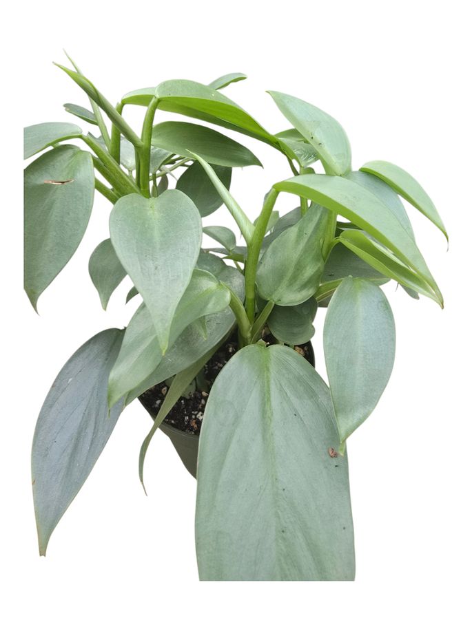 Philodendron Silver Sword 4"