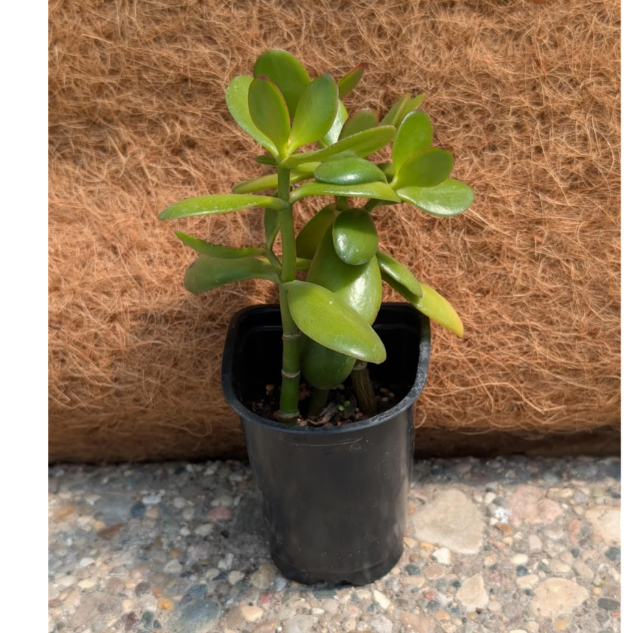 Jade Plant 4"