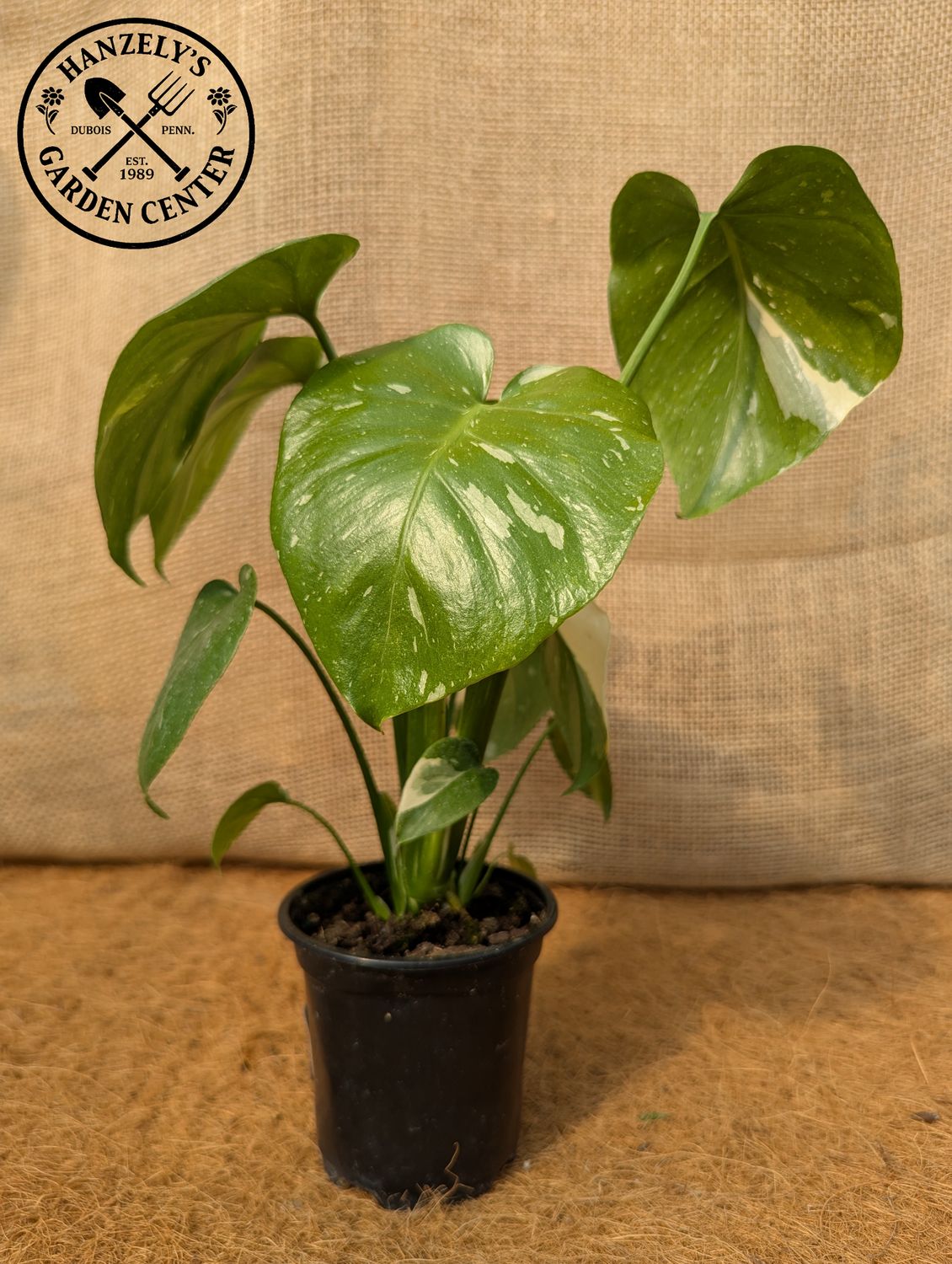 Monstera Thai Constellation 4"