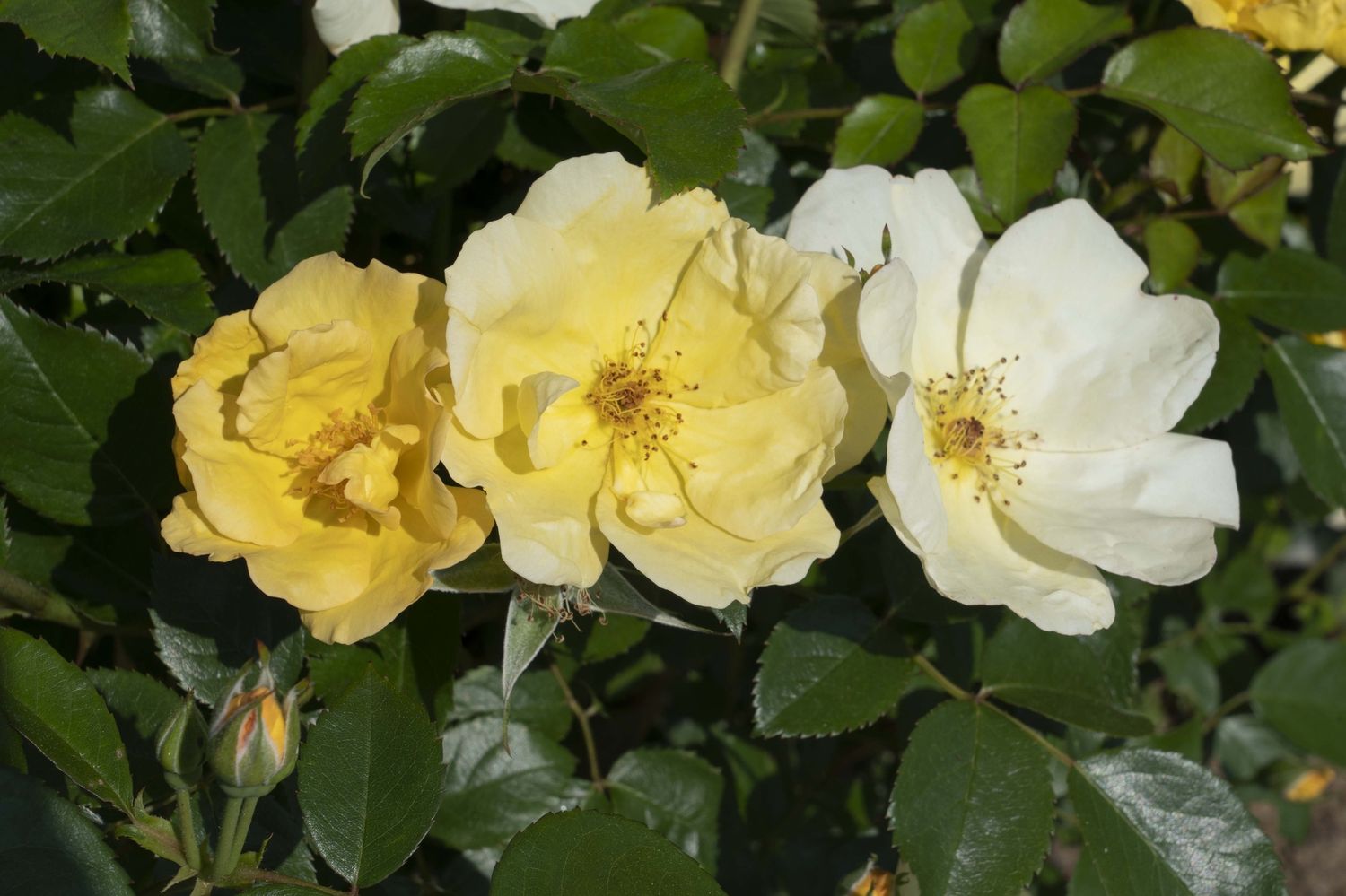 Rose Knock Out Easy Bee-zy Yellow 'SRPylwko' #3