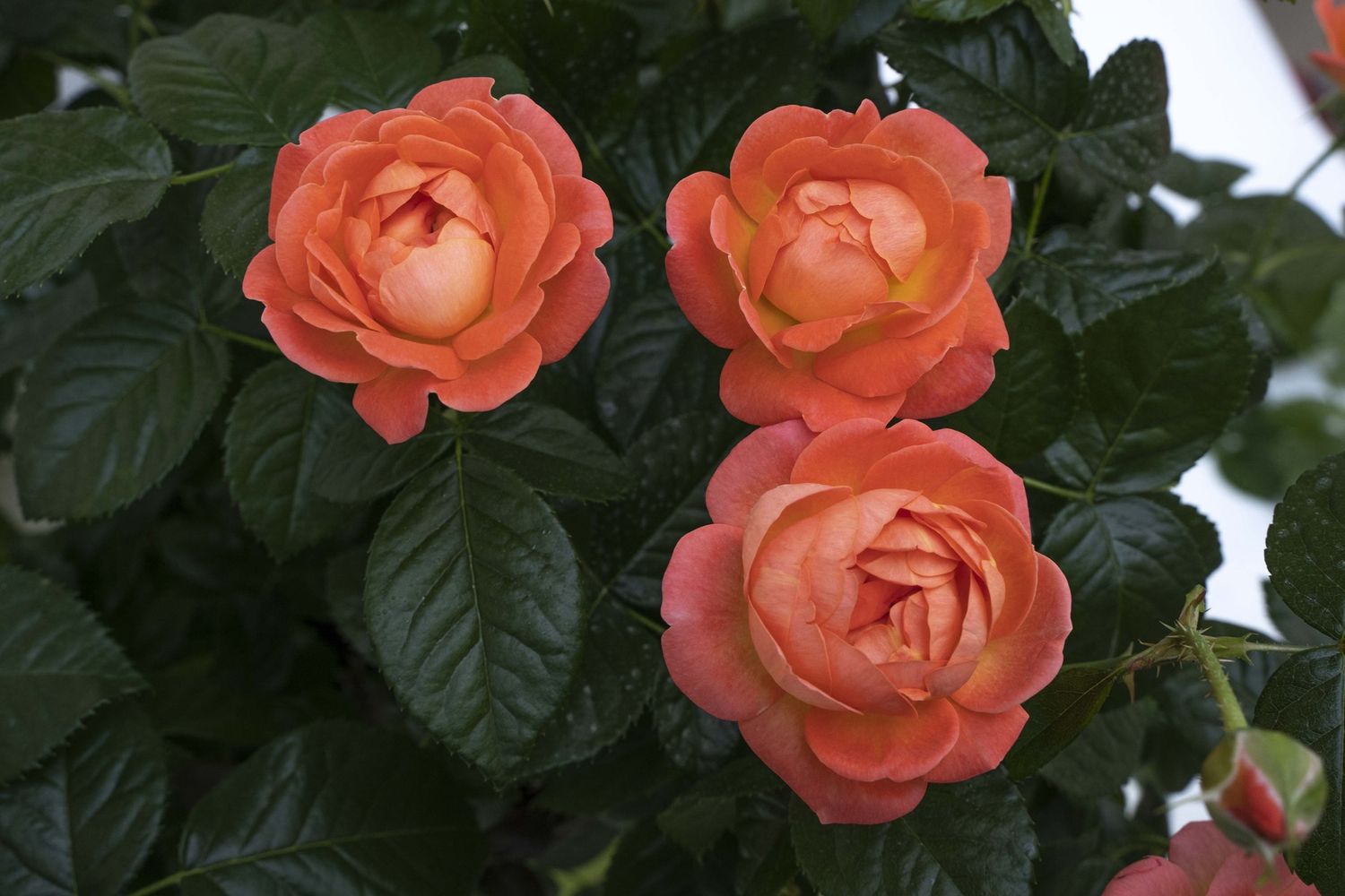 Rose Knock Out Orange Glow 'Radslam' #3
