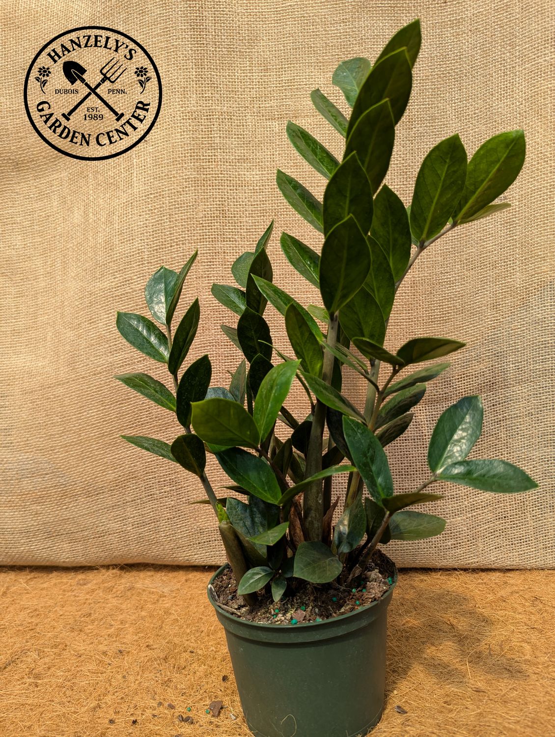 6" ZZ Plant