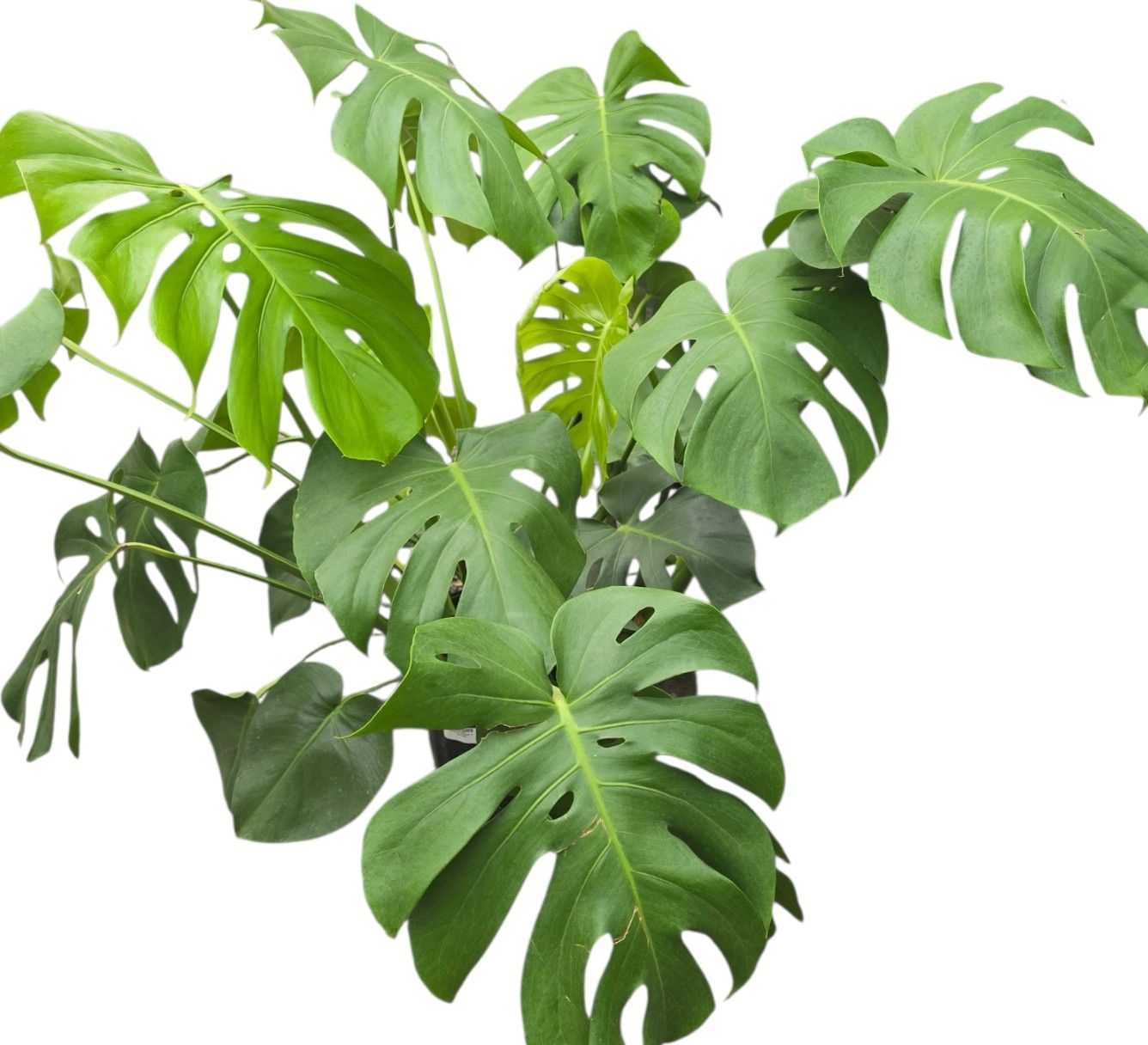 Monstera Deliciosa 10"