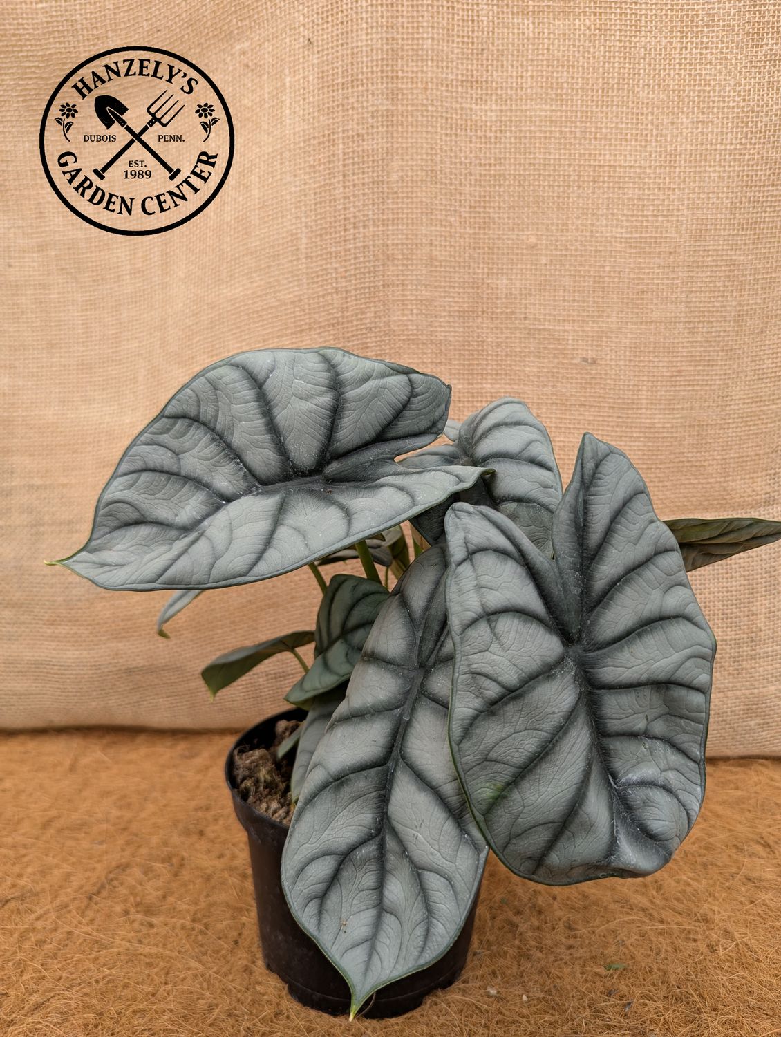 Alocasia Silver Dragon 6"
