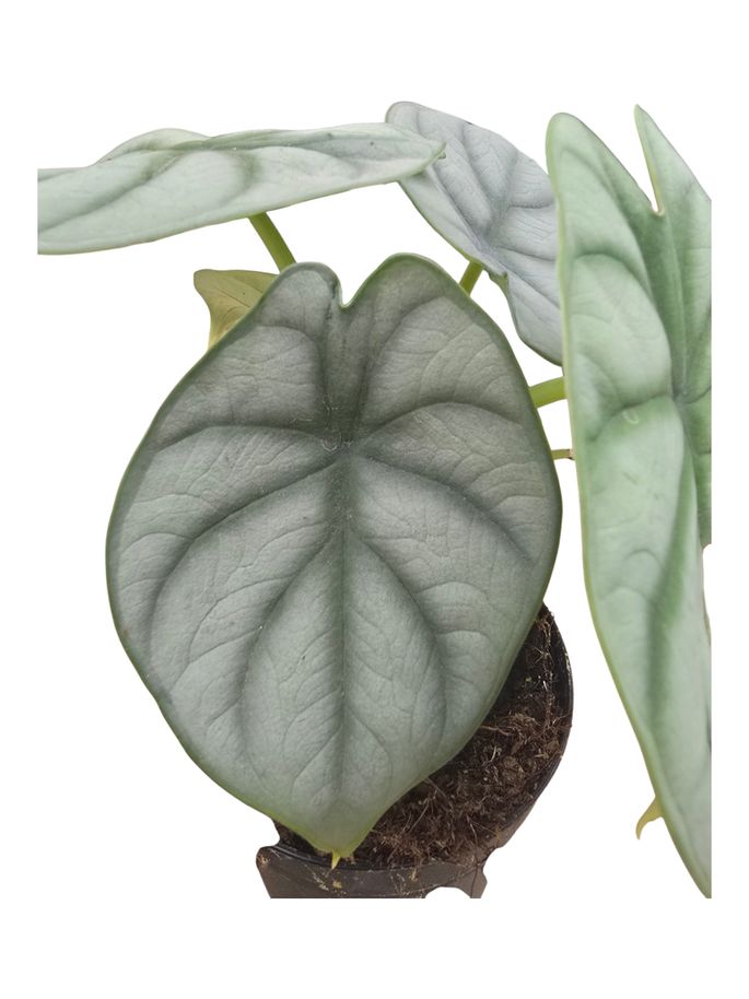 Alocasia Silver Dragon 6"
