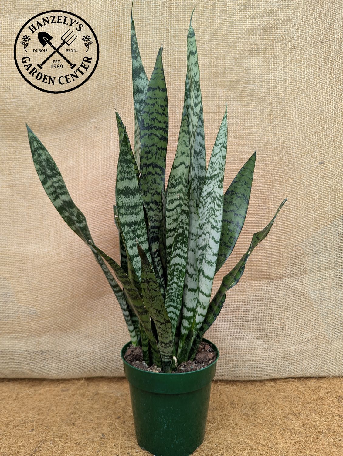 Sansevieria Black Coral 6"