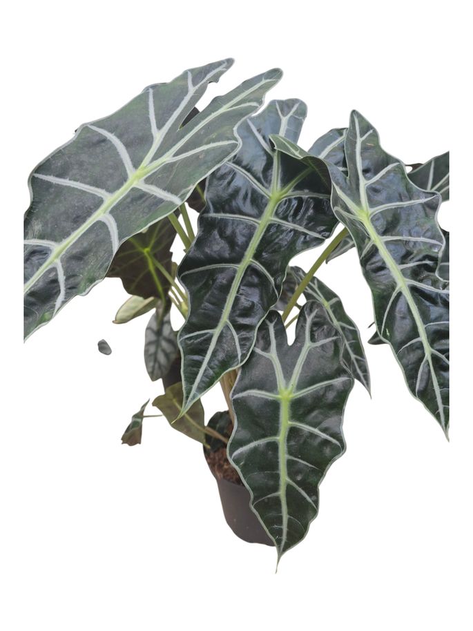 Alocasia Polly 6"