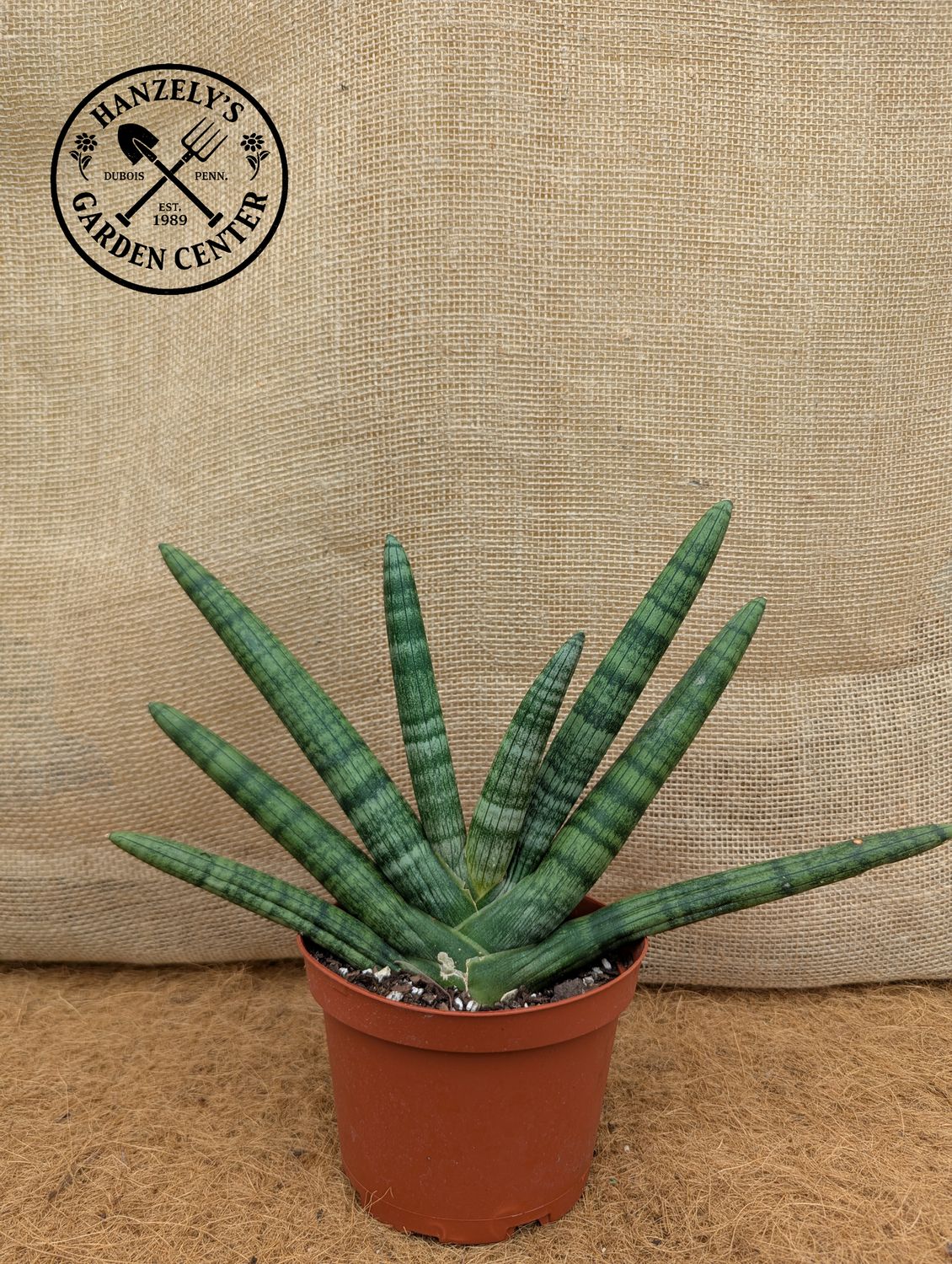 Sansevieria Starfish 6"