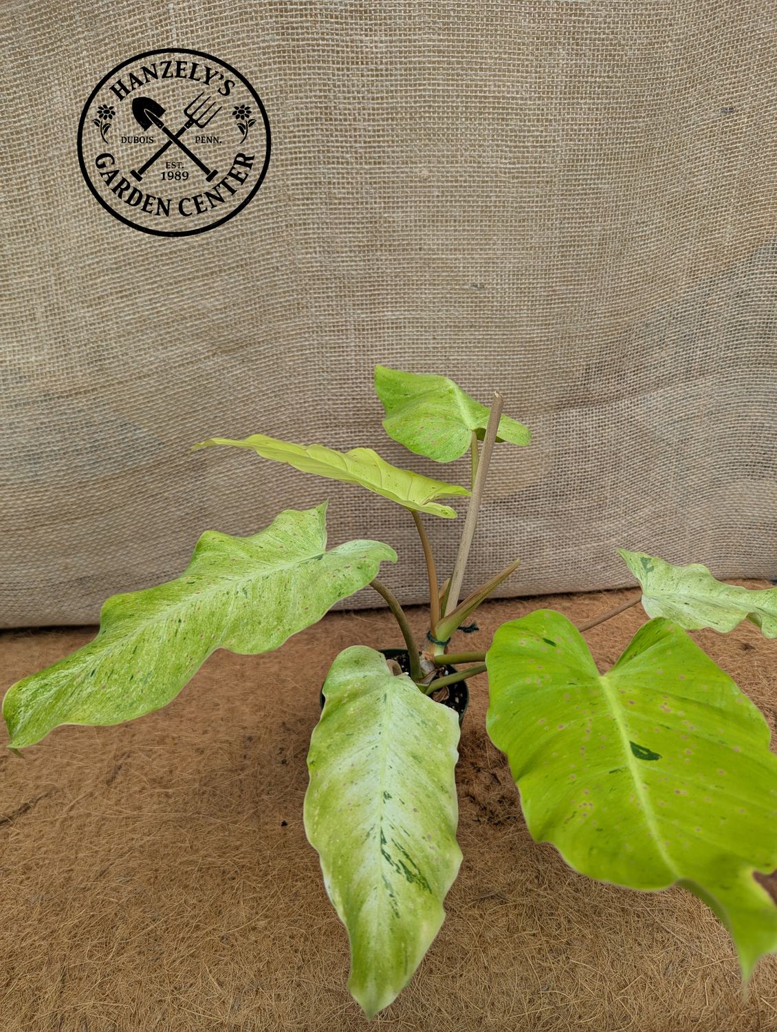 Philodendron 'Snowdrift' 4"