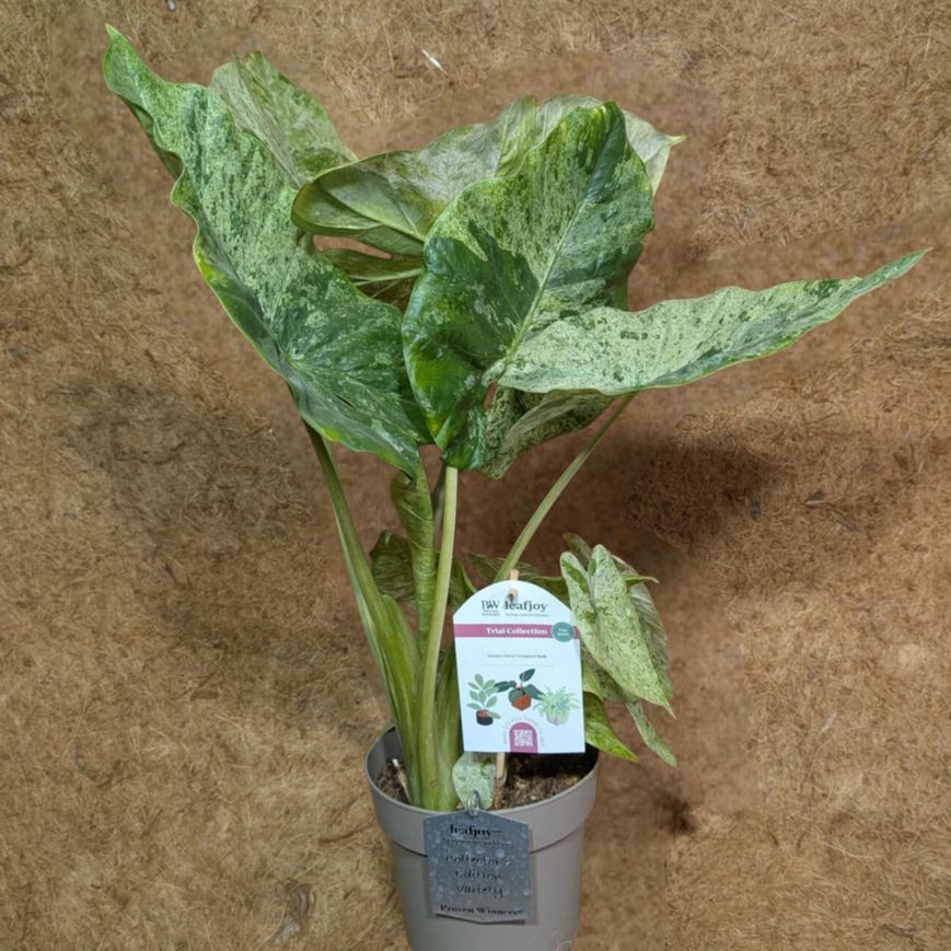 Alocasia Odora Variegated Batik