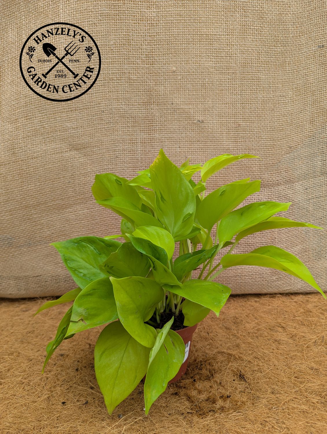Epipremnum 'Champs Elysees'