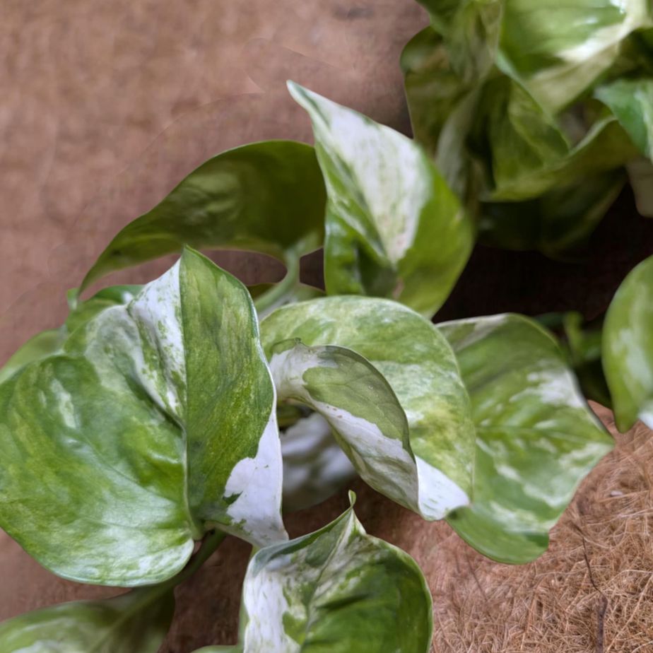 Epipremnum Manjula (Pothos)