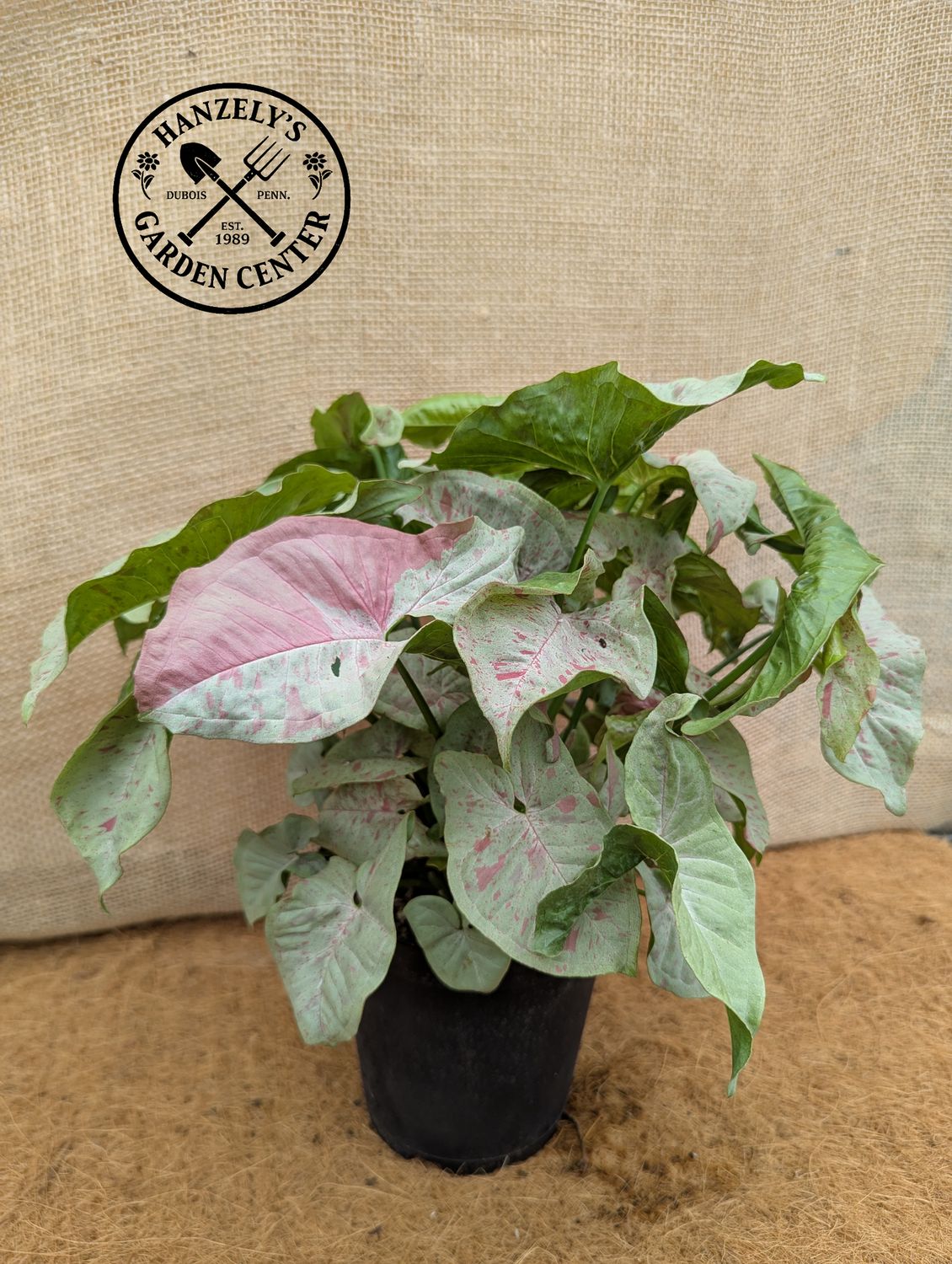 Syngonium 'Milk Confetti' 6"