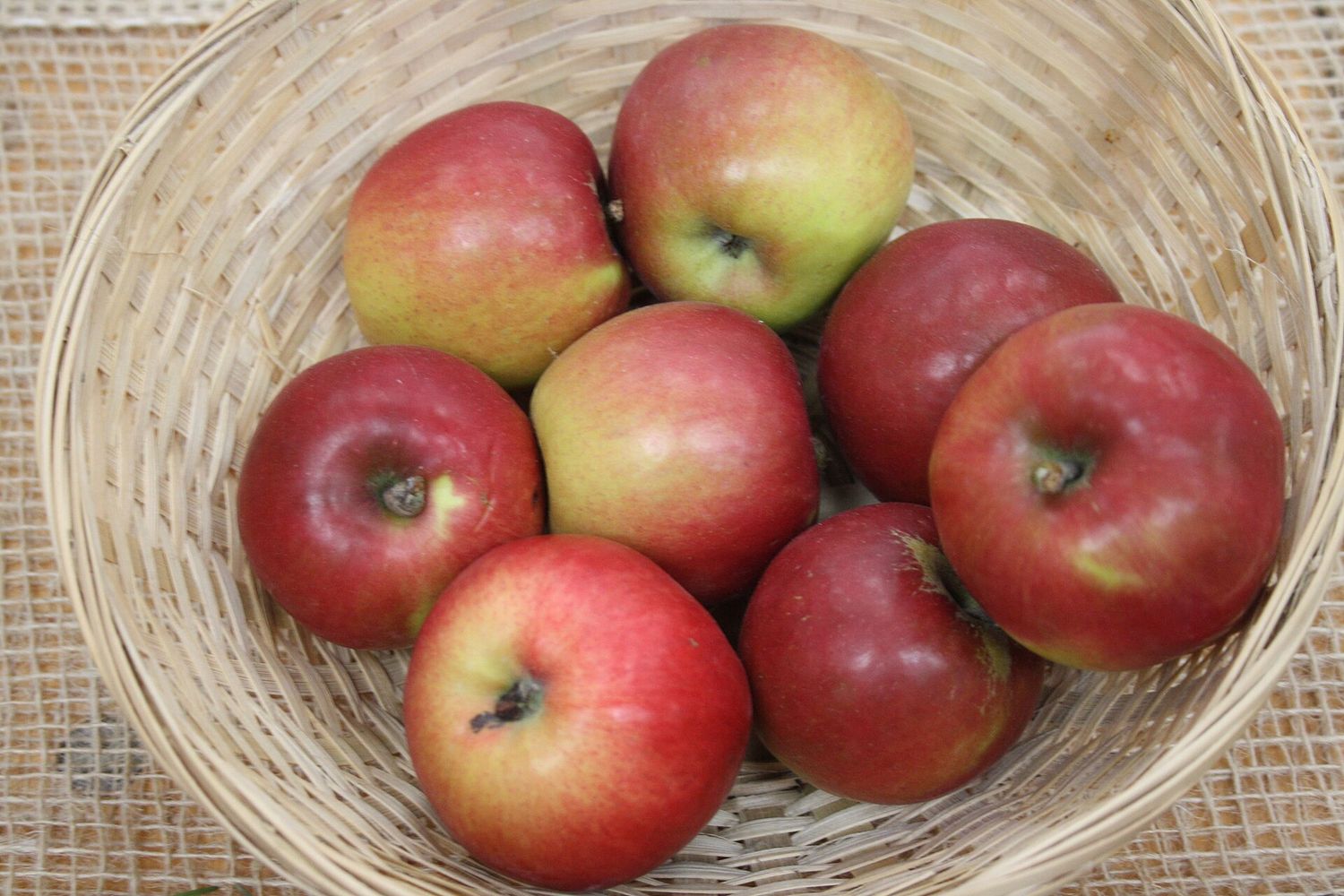 Bare Root Apple - Jonathan