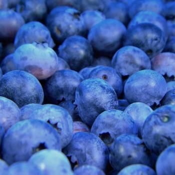 Bare Root Blueberry - DUKE