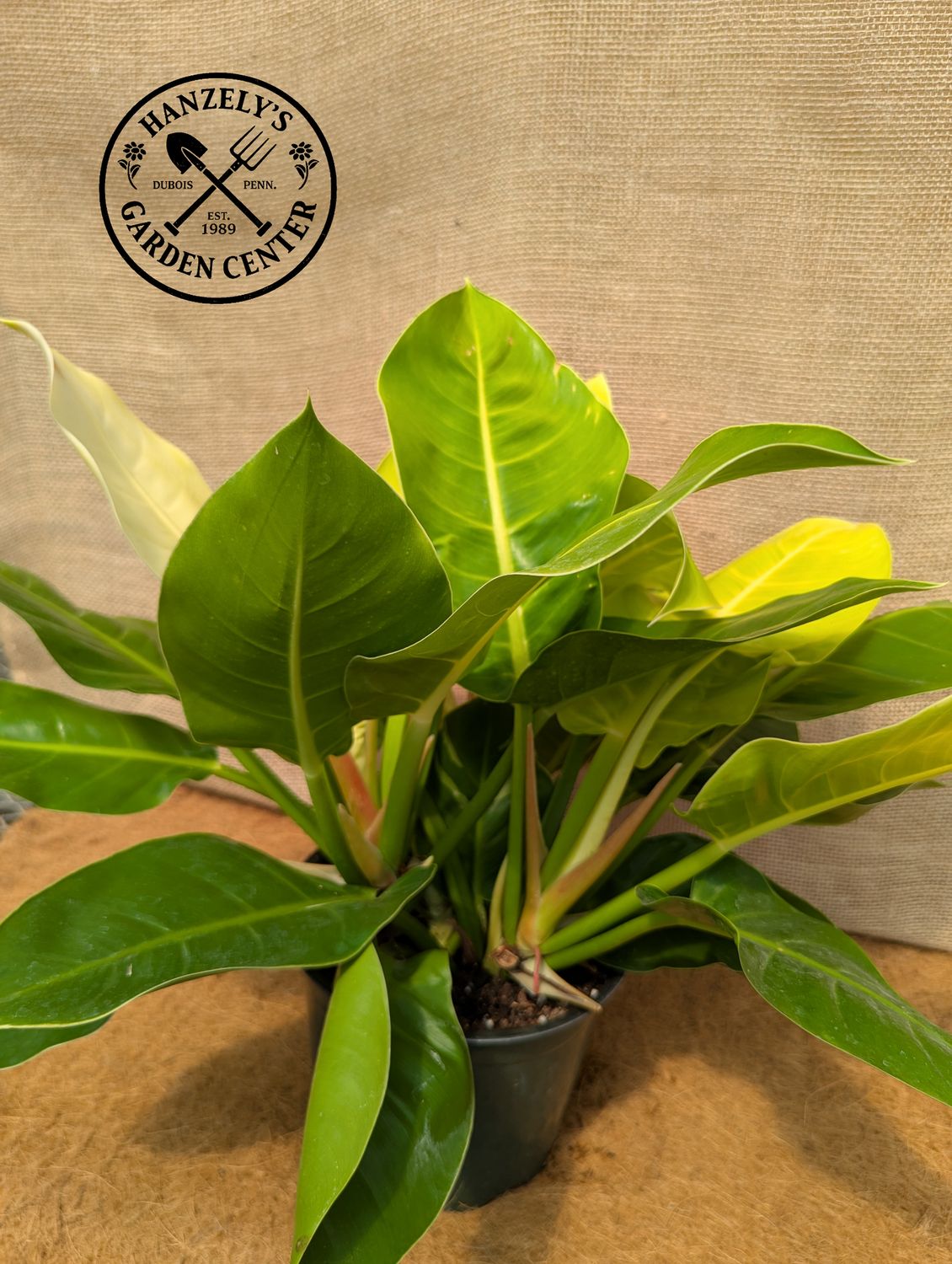 Philodendron Moonlight 8"