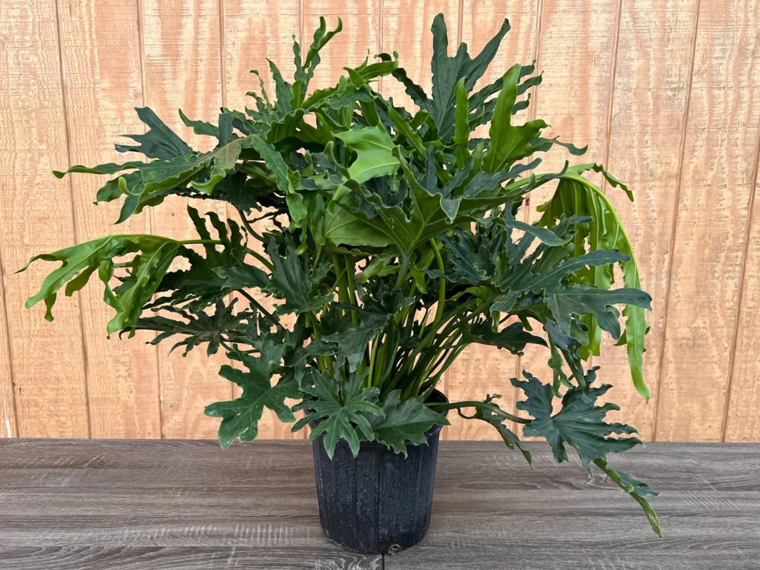 Philodendron Lickety Split 8"