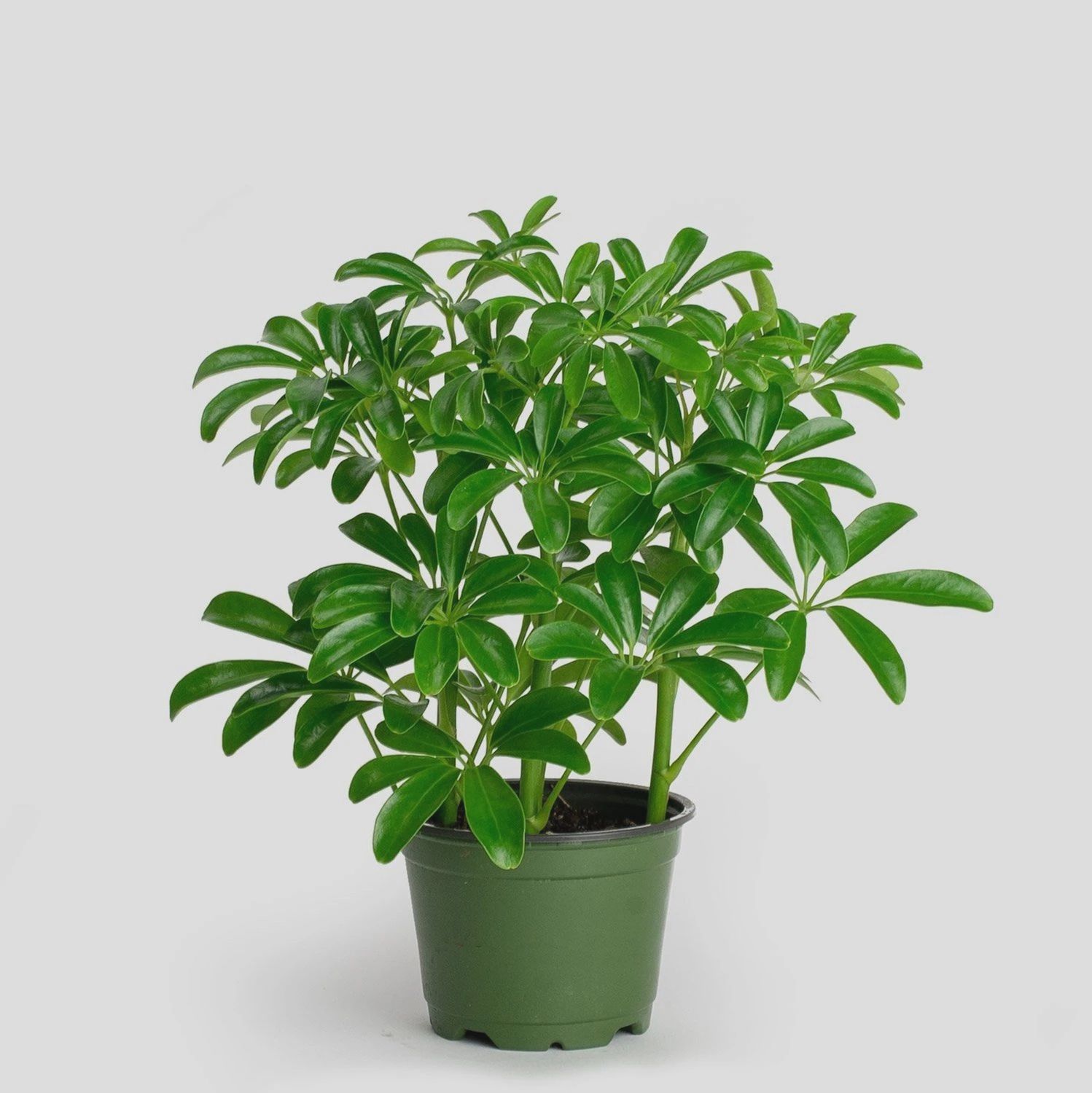 Schefflera Arboricola 8"