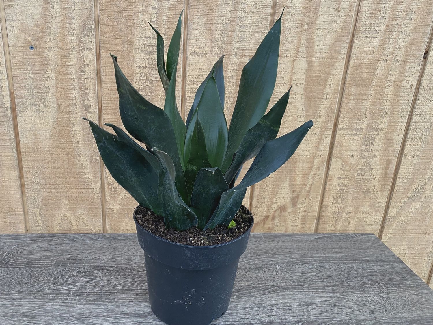 Sansevieria Black Dragon 8"