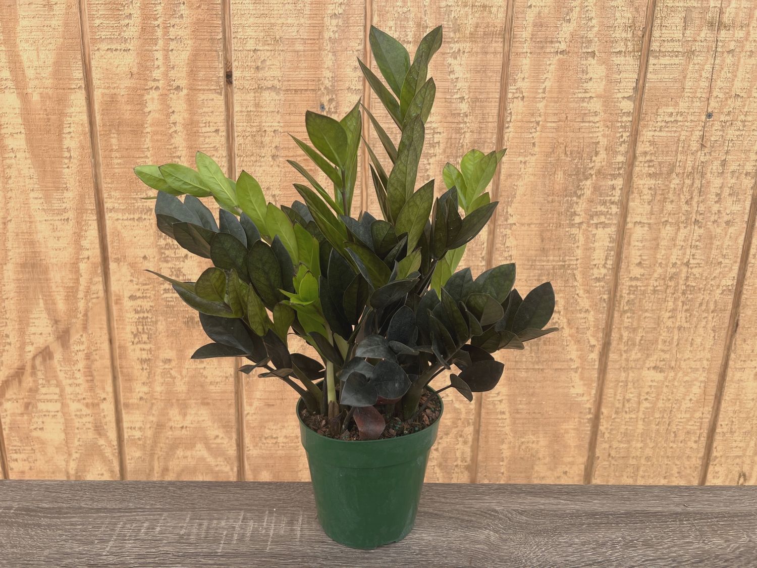 ZZ Oscura Black 6"