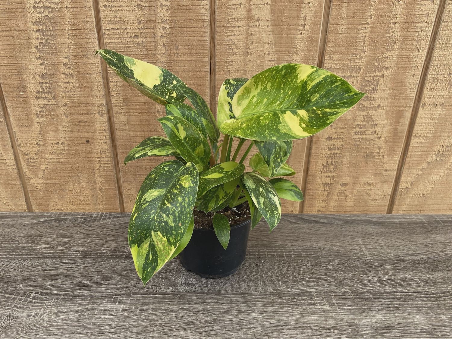 Philodendron Congo Nuclear 6"