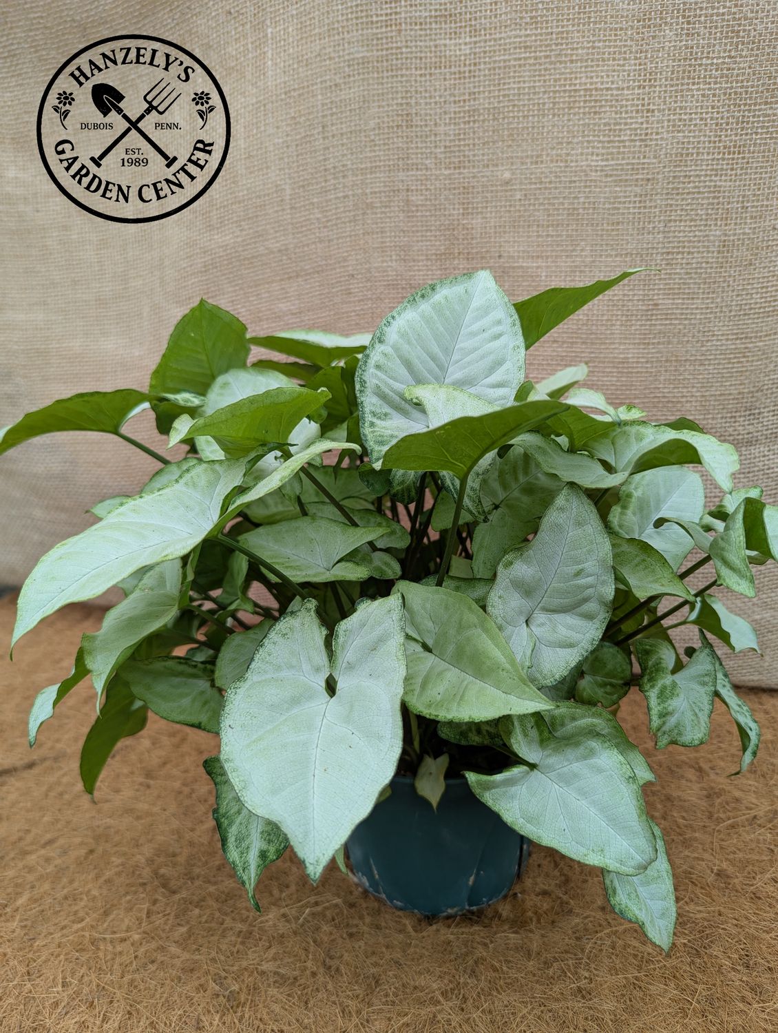 Syngonium Butterfly White 6"