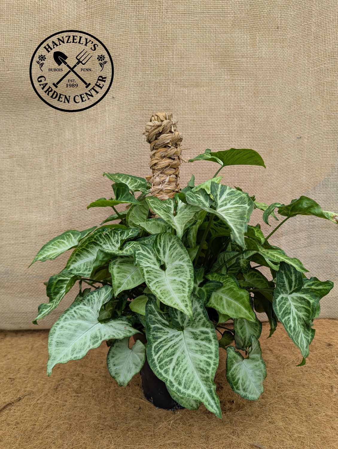 Syngonium Butterfly Pole 6"