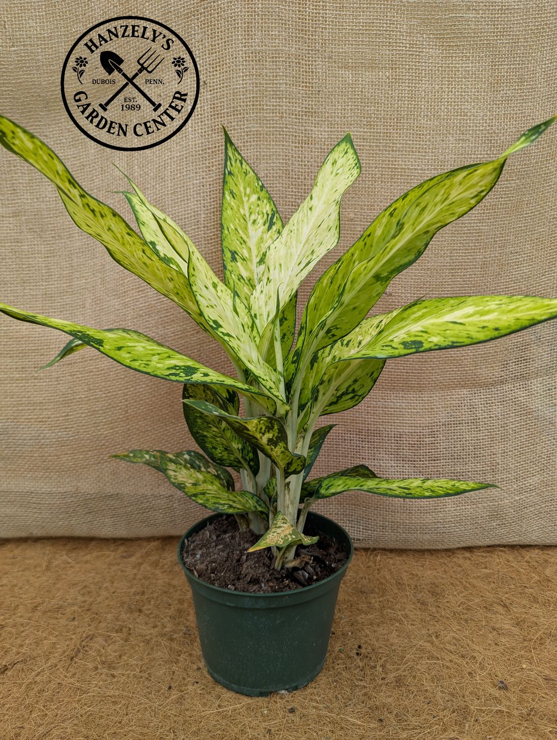 Dieffenbachia Star Bright 6"