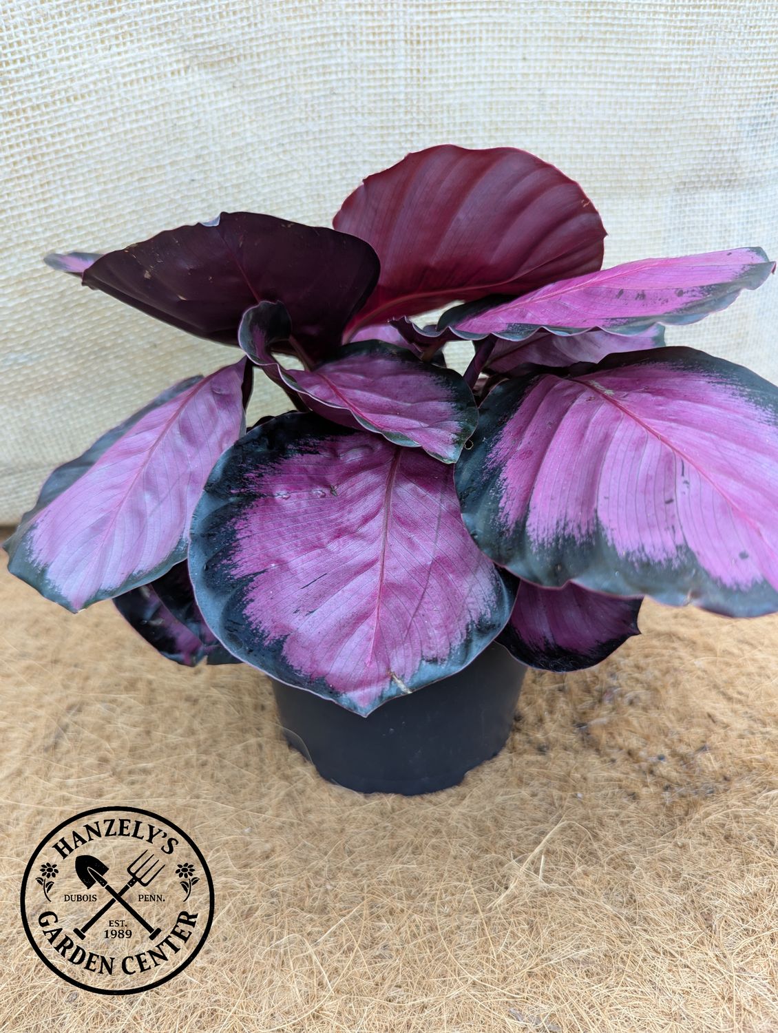 Calathea Roseopicta Rosy