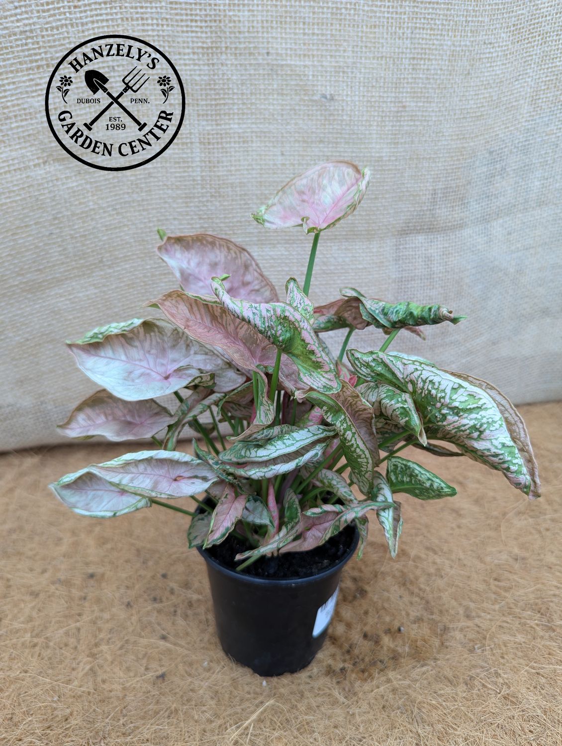 Syngonium Pink Chameleon 4"