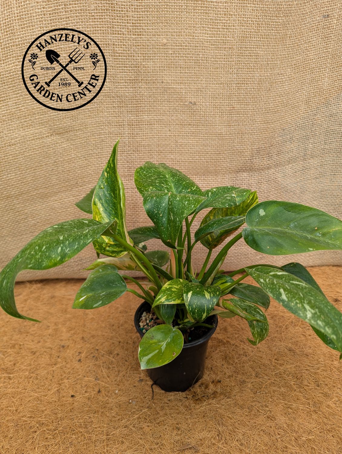 Philodendron Congo Nuclear 4"