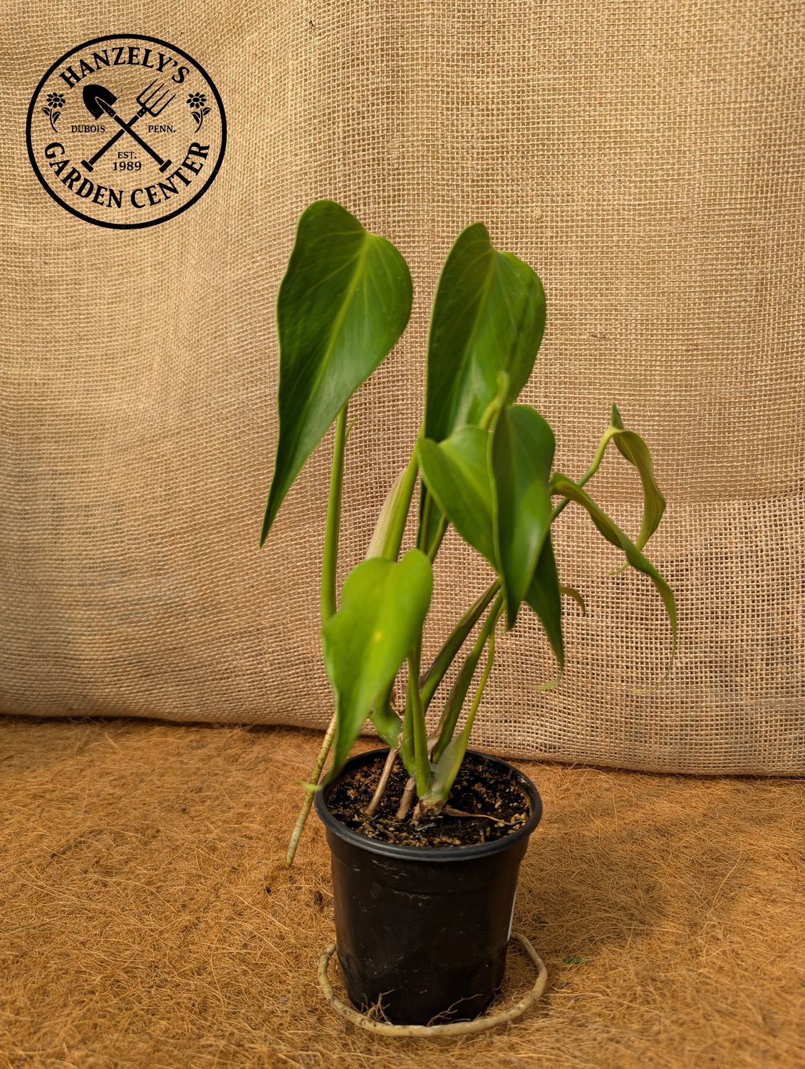 Philodendron Burle Marx Flame 4"