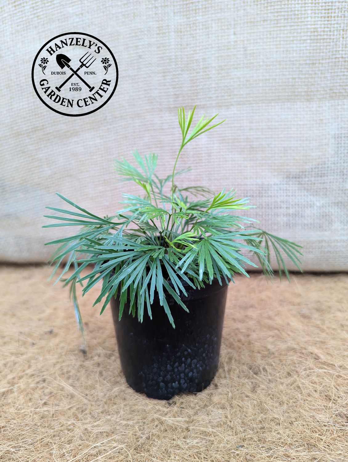 Fern Eyelash 4"