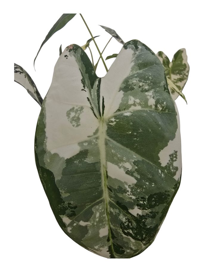 Alocasia Frydek Variegated 4"