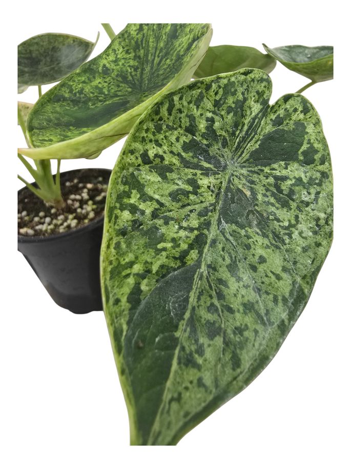 Alocasia Dragon Scale Mint 4"