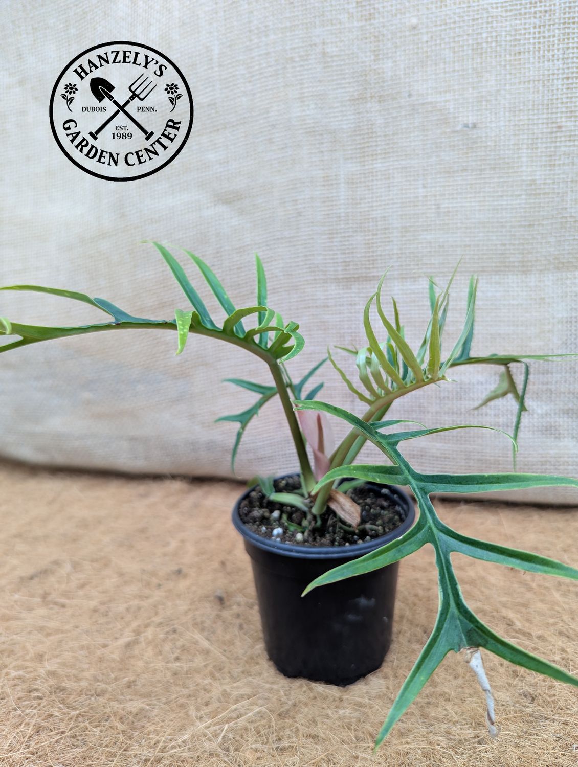 Philodendron Tortum 4"
