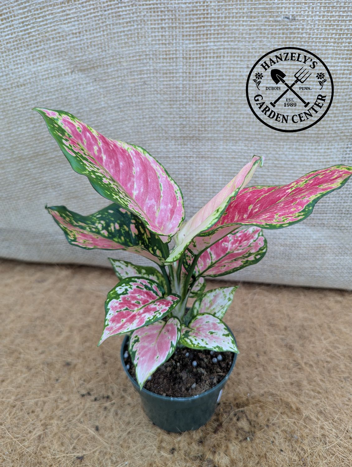Aglaonema Lady Valentine 4"