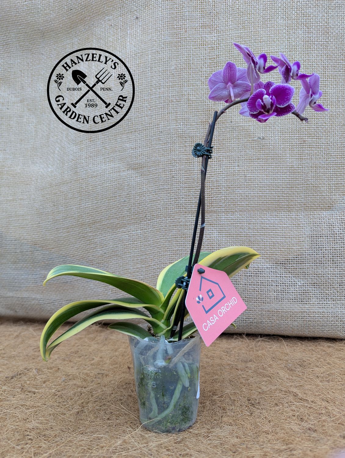 Orchid Phalaenopsis Variegated 3"