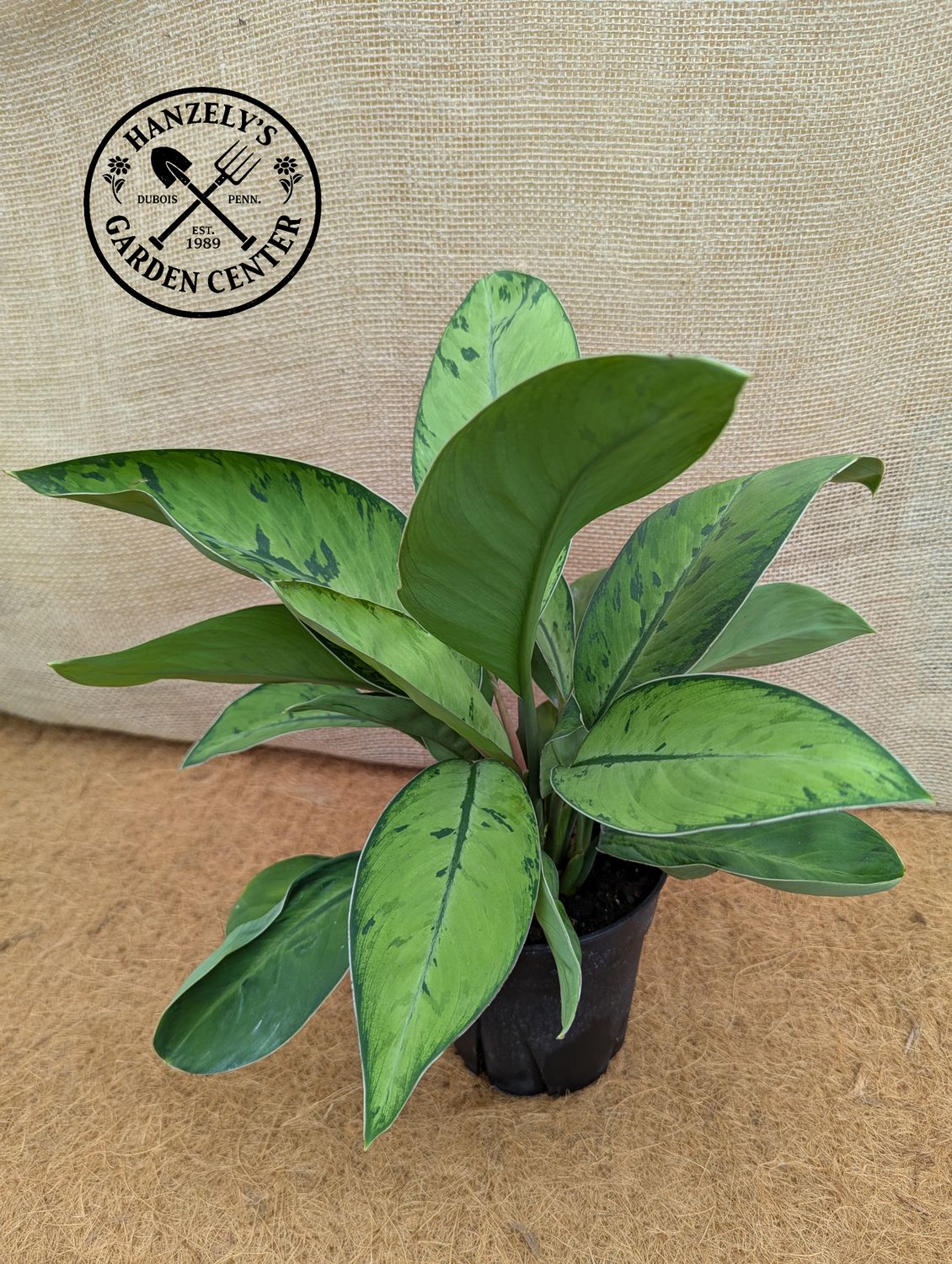 HOMALOMENA SELBY 6"