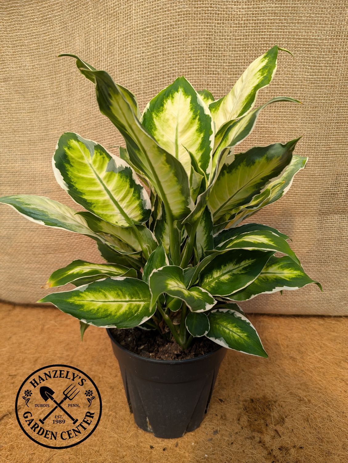 DIEFFENBACHIA COOL BEAUTY 6"