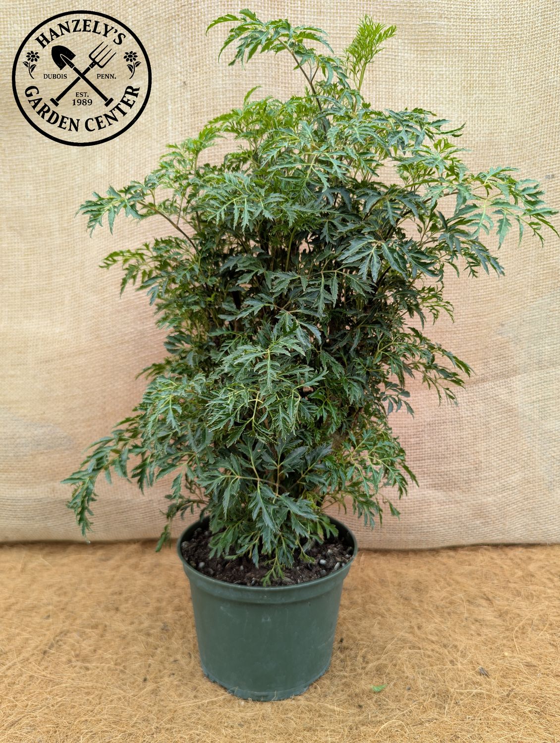 ARALIA MING STUMP 6"