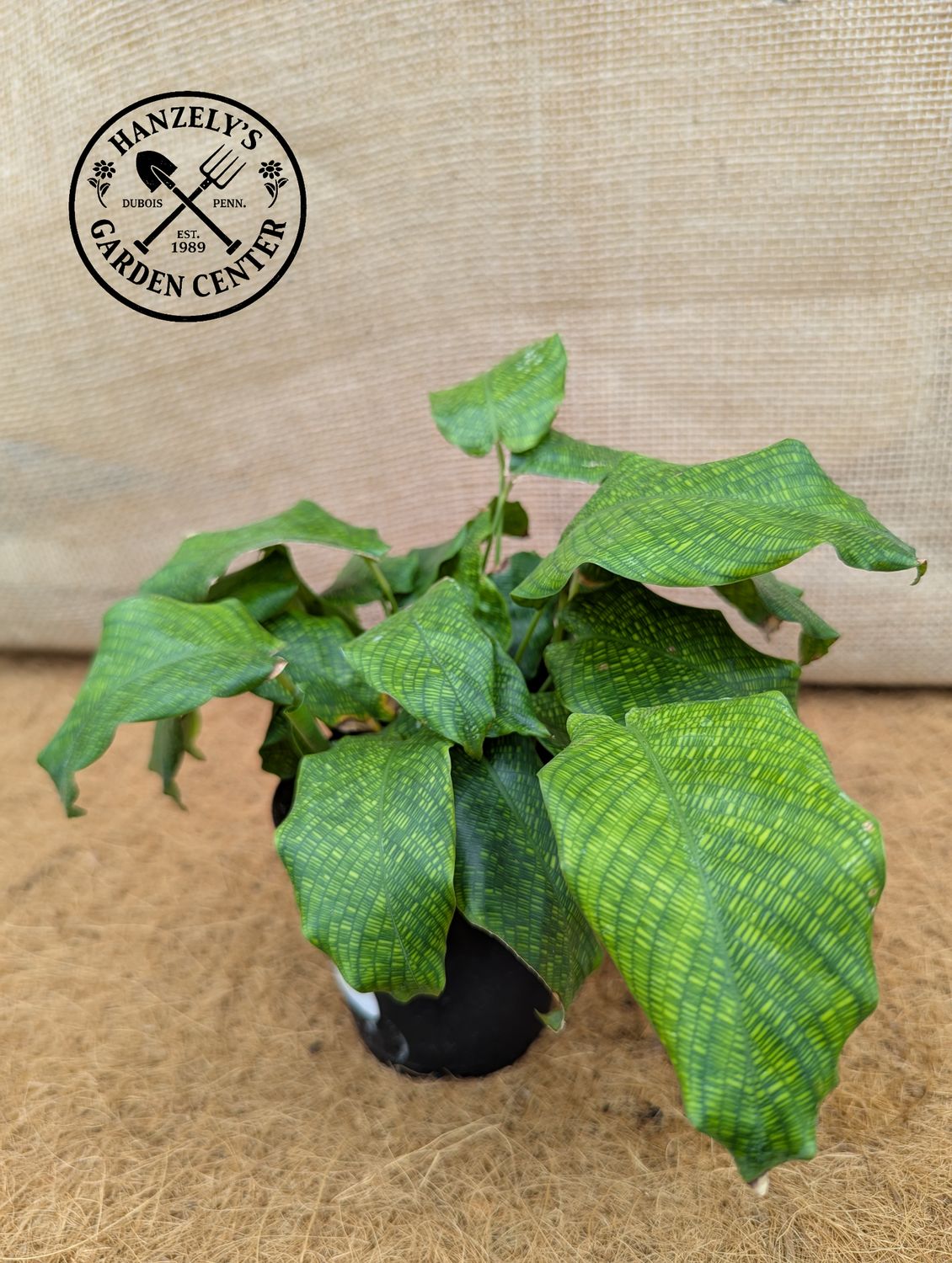 CALATHEA NETWORK