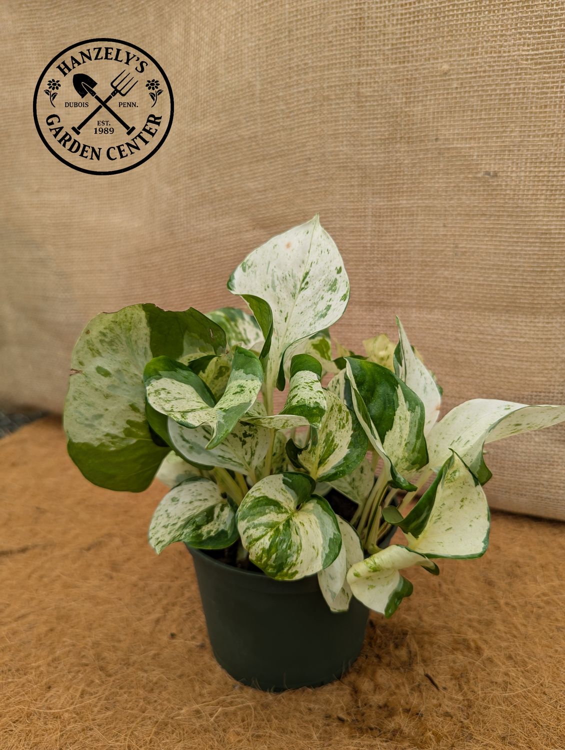 Pothos Manjula 8" HB